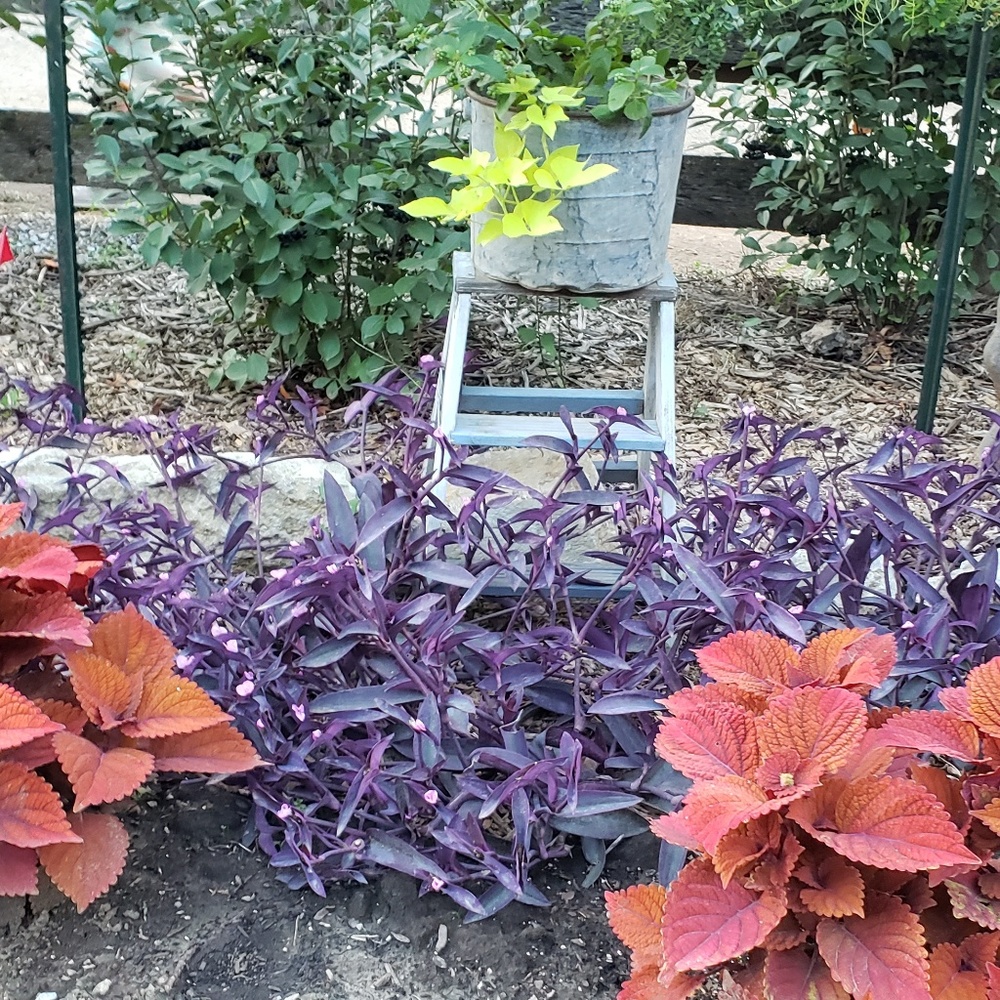 Meet your Posher, Charlotte